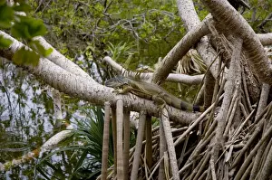 Green Iguana. Docile, herbivorous lizard feeding on foliage, flowers, fruit, also insects, lizards, other small animals, nestlings and birds eggs. Bask in open areass. Introduced from Central and South America