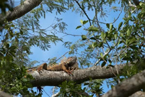 Images Dated 25th July 2011: Green Iguana (Iguana iguana) Belize, Central