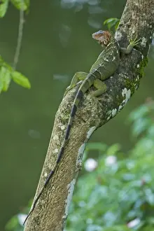 Iguanas Prints: Green Iguana - Tropical rainforest - Costa Rica