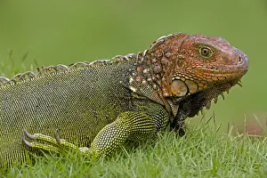 Green Iguana - Tropical rainforest - Costa Rica