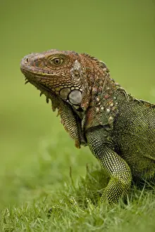 Green Iguana - Tropical rainforest - Costa Rica