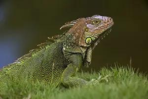 Green Iguana - Tropical rainforest - Costa Rica