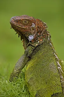 Green Iguana - Tropical rainforest - Costa Rica