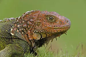 Green Iguana - Tropical rainforest - Costa Rica