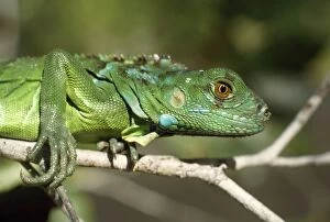 Images Dated 26th April 2007: Green Iguana - young