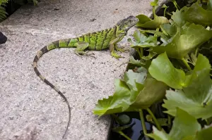 Green Iguana - Young. Docile vegetarian able to run upright on hindlegs. Feeds on foliage, flowers, fruit, also insects, lizards, other small animals, nestlings and birds eggs