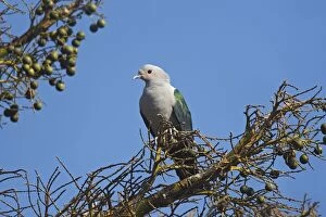 Images Dated 27th September 2008: GREEN IMPERIAL PIGEON