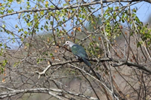 Images Dated 26th September 2008: Green Imperial Pigeon - Komodo Island - Indonesia