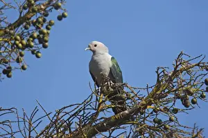 Green Imperial Pigeon - Komodo Island - Indonesia