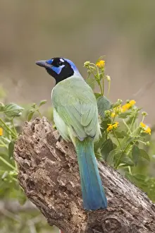 Jays Prints: Green Jay South Texas
