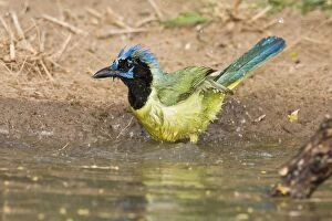 Images Dated 26th March 2008: Green Jay South Texas