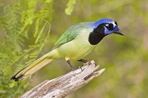 Images Dated 26th March 2008: Green Jay South Texas
