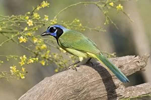Images Dated 27th March 2008: Green Jay South Texas