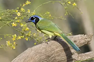Green Jay South Texas