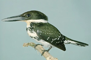 Images Dated 8th June 2006: Green Kingfisher - On perch