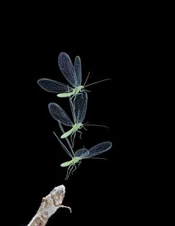 Green Lacewing - in flight taking off