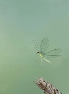 Images Dated 15th September 2009: Green Lacewing - in flight taking off - Bedfordshire UK 008032
