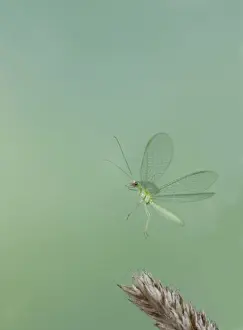 Green Lacewing - in flight taking off - Bedfordshire UK 008032