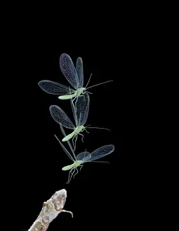 Green Lacewing - in flight taking off - multiflash - Bedfordshire UK 008034