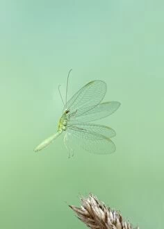 Images Dated 15th September 2009: Green Lacewing - taking off