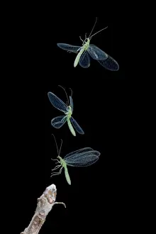 Green Lacewing - taking off - multiflash Bedfordshire UK 008036