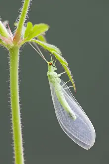 Green Lacewing - UK
