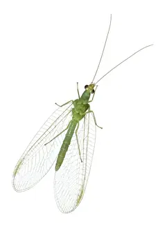 Lacewing Prints: Green Lacewing Underside View Norfolk UK