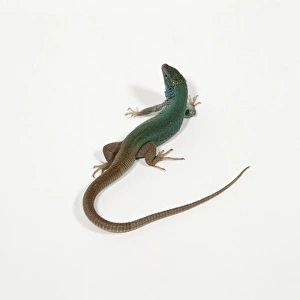 Images Dated 5th July 2004: Green Lizard