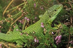 Images Dated 4th November 2008: Green Lizard