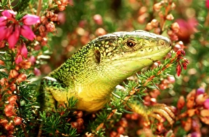 Images Dated 1st October 2008: GREEN LIZARD - Close up of head