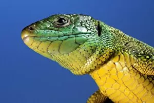 Images Dated 1st October 2008: GREEN LIZARD - close-up of head
