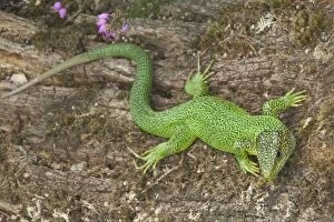 Images Dated 17th July 2004: Green Lizard - Western European native
