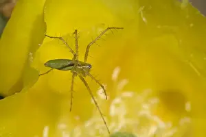 Green Lynx Spider - Arizona - On prickly pear blossom - Awaiting prey attracted to blossom - Ambush predator