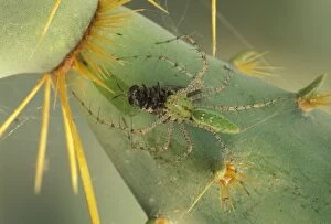 Green Lynx Spider - On prickly pear with captive prey