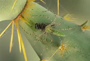 Green Lynx Spider - On prickly pear with captive prey - Arizona, USA - Preys on invertebrates attracted to blossoms - Ambush predator