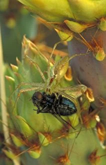 Green Lynx Spider - on prickly pear eating insect