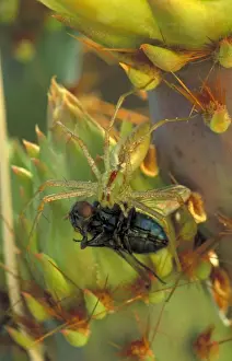 Prickly Pear Prints: Green Lynx Spider - On prickly pear- Eating insect - Arizona - Preys on invertebrates attracted to blossoms - Ambushes