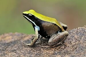 Images Dated 3rd January 2008: Green Mantella