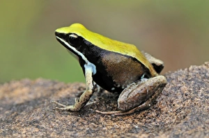 Images Dated 3rd January 2008: Green Mantella - Montagne des Francais Reserve - Antsiranana - Northern Madagascar