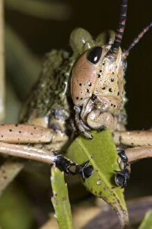 Green Mikweed locust close-up, showing mouthparts