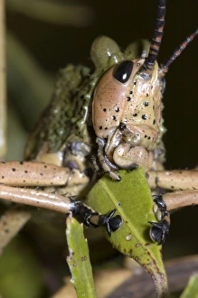 Green Mikweed locust close-up, showing mouthparts Green Mikweed locust close-up, showing mouthparts
