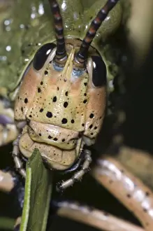 Puzzle Prints: Green Milkweed locust close-up