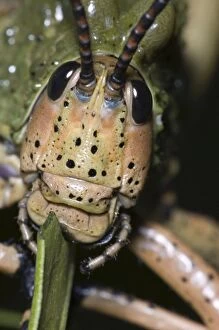 Green Milkweed locust close-up, showing mouthparts
