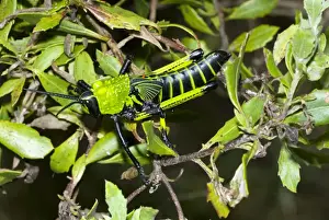 Green Milkweed locust nymph, showing warning colours. Red egg of parasitic fly (tachinid) visible between wing buds. Feeds on herbs and shrubs, sometimes damaging young citrus trees. Inhabits grassy areas. Gregarious, especially in nymphal stages