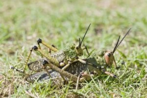 Green Milkweed Locusts / African Bush Grasshopper - mating
