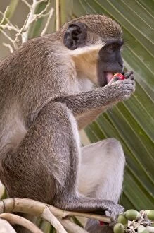Aethiops Gallery: Green Monkey - eating fruit