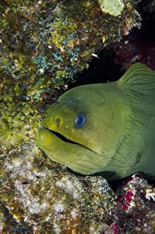 Images Dated 11th November 2011: Green Moray (Gymnothorax funebris), Bonaire