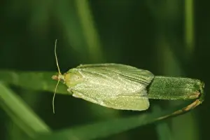 Green Oak Roller Moth ROG 3646 Tortrix viridana &copy; Bob Gibbons / ARDEA LONDON