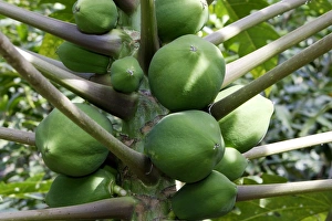 Images Dated 16th August 2005: Green papaya / Melon fruit / Melon pawpaw. Omo Valley - Ethiopia