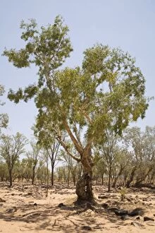 Paperbarks Collection: Green Paperbark or Melaleuca The Hann River with a green Melaleuca